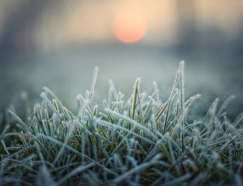 Frost and Cold-Tolerance Planning for Ornamentals in Southwest Florida