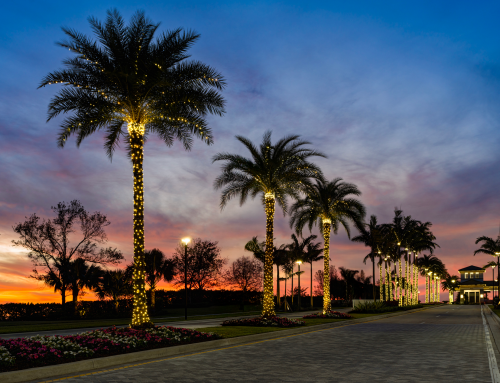 Holiday and Winter Entrance Landscape Enhancements for Southwest Florida Communities