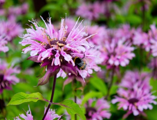 Pollinator-Friendly and Waterwise Plantings for Southwest Florida Properties
