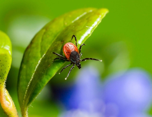 IPM Fundamentals for Turf and Ornamentals in Southwest Florida