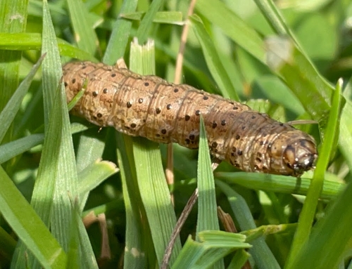 Chinch Bugs, Sod Webworms, and Mole Cricket Monitoring in Southwest Florida
