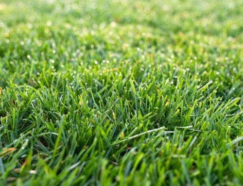 Fertilization Timing and BMP Compliance in Southwest Florida