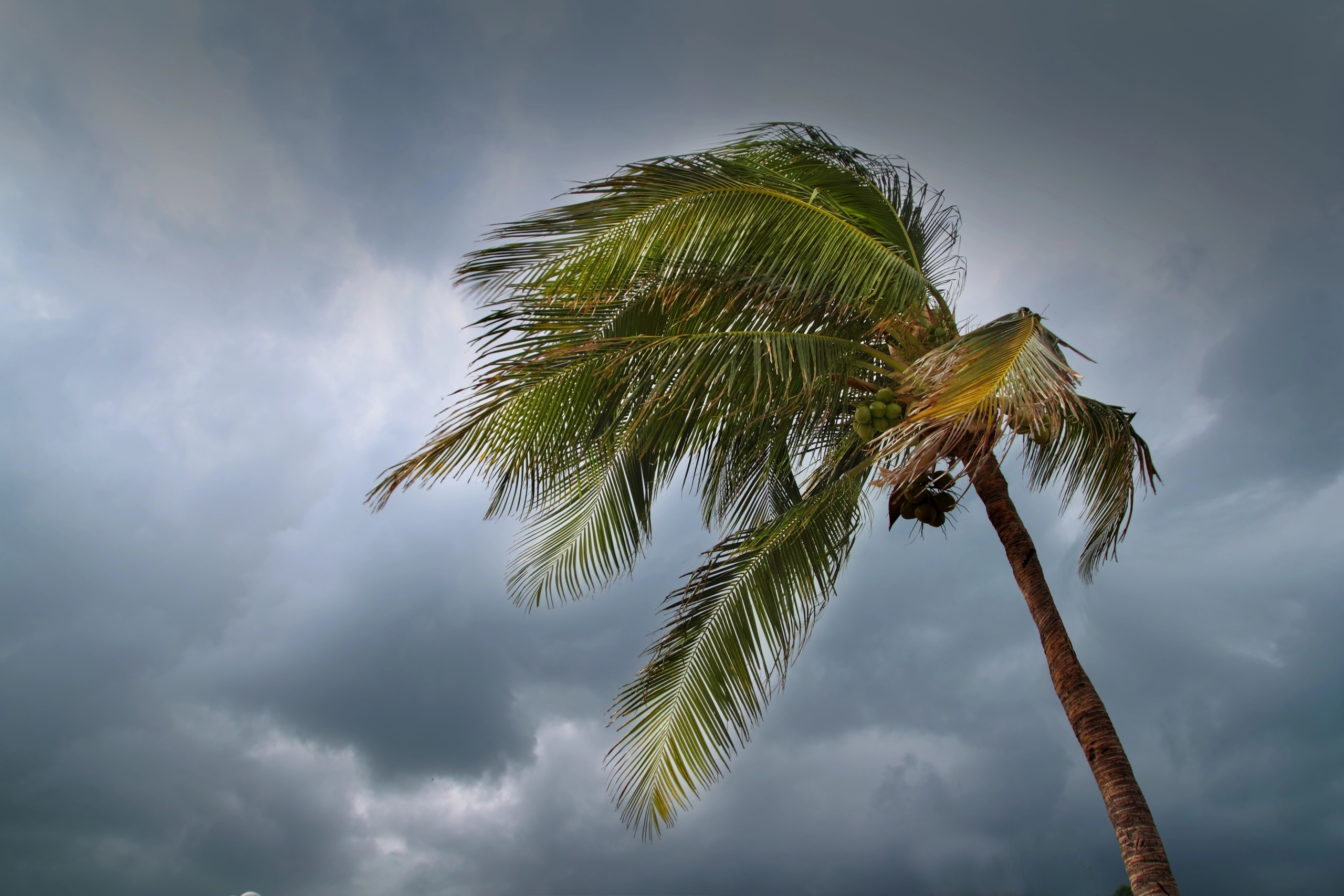 A tall palm tree bends in strong wind beneath dark, stormy clouds, suggesting an approaching storm.
