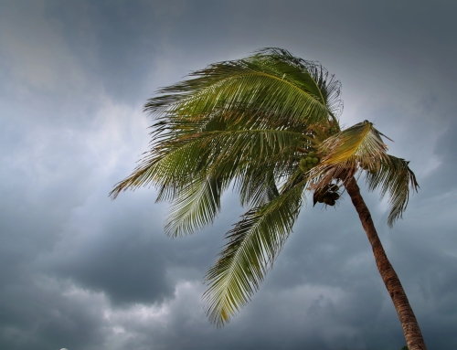 Hurricane Season Landscape Preparation Checklist for HOA Communities