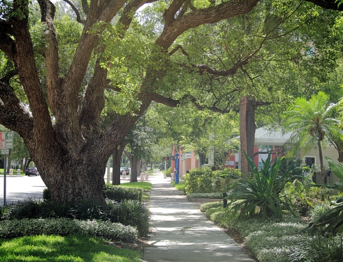 Structural Pruning for Wind Resilience in HOA and Commercial Landscapes