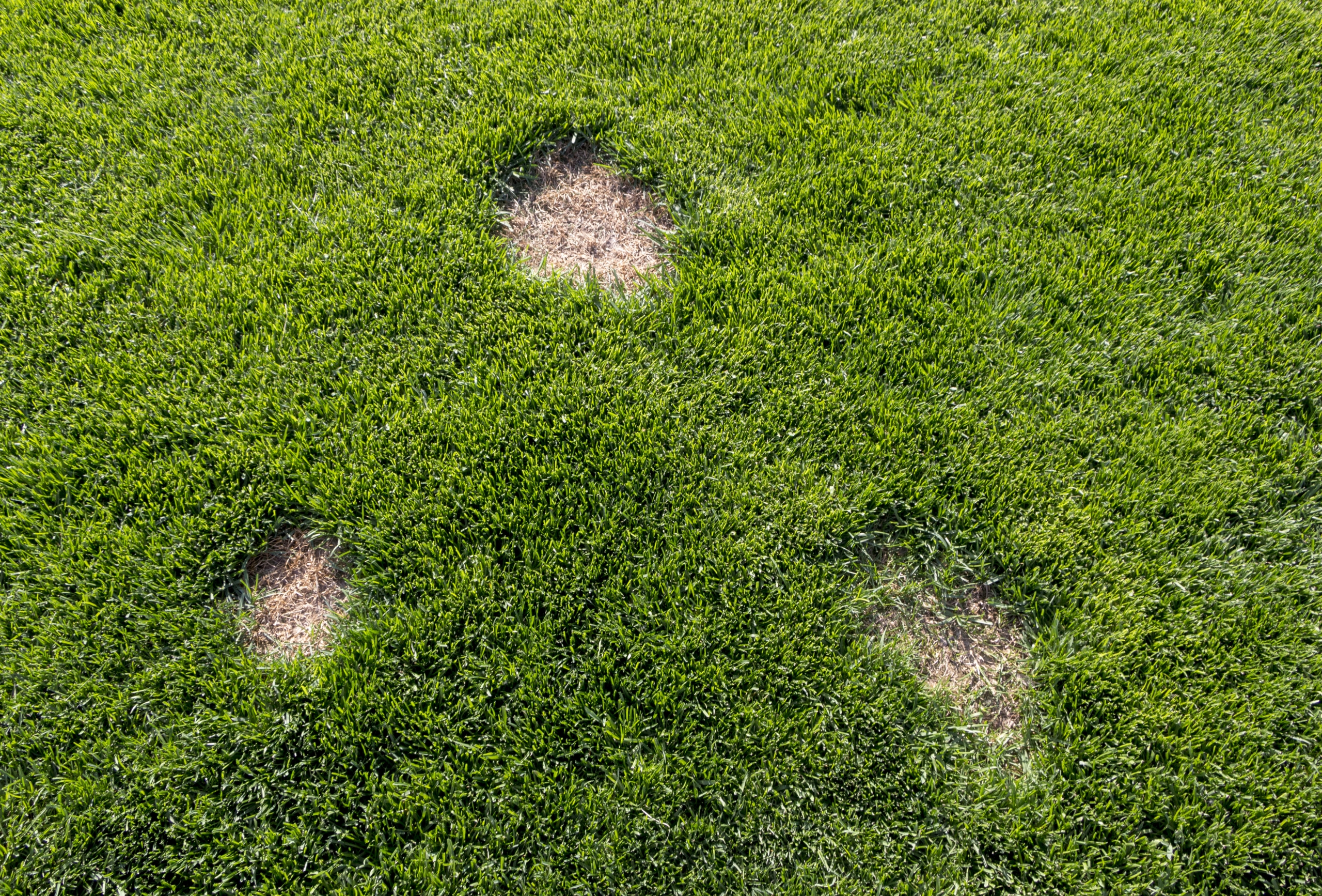 Three brown, patchy spots of dead grass are visible on a green lawn, surrounded by healthy, lush grass. The patches are unevenly spaced and indicate damaged or stressed areas in the lawn.