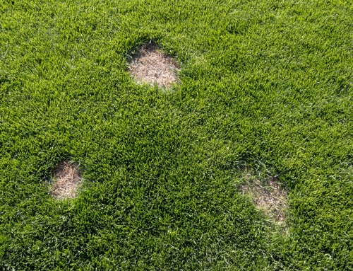 Managing Turf Health During Prolonged Rainfall Periods