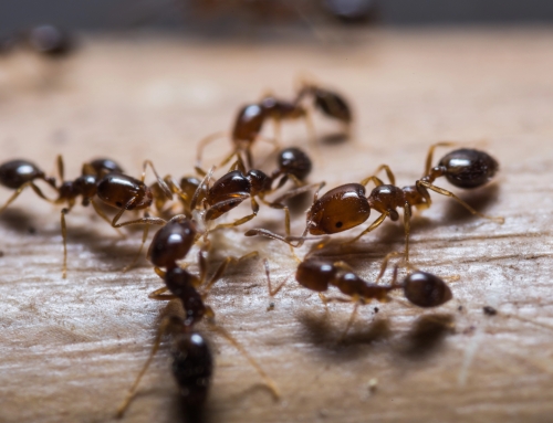 Protecting Amenity Areas Through Targeted Pest Management
