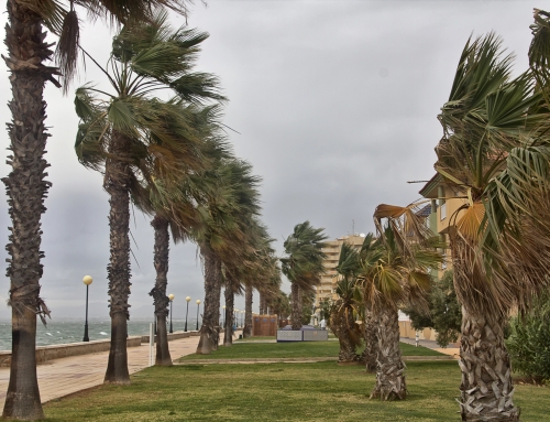Preventing Magnesium Deficiencies in Southwest Florida Palms
