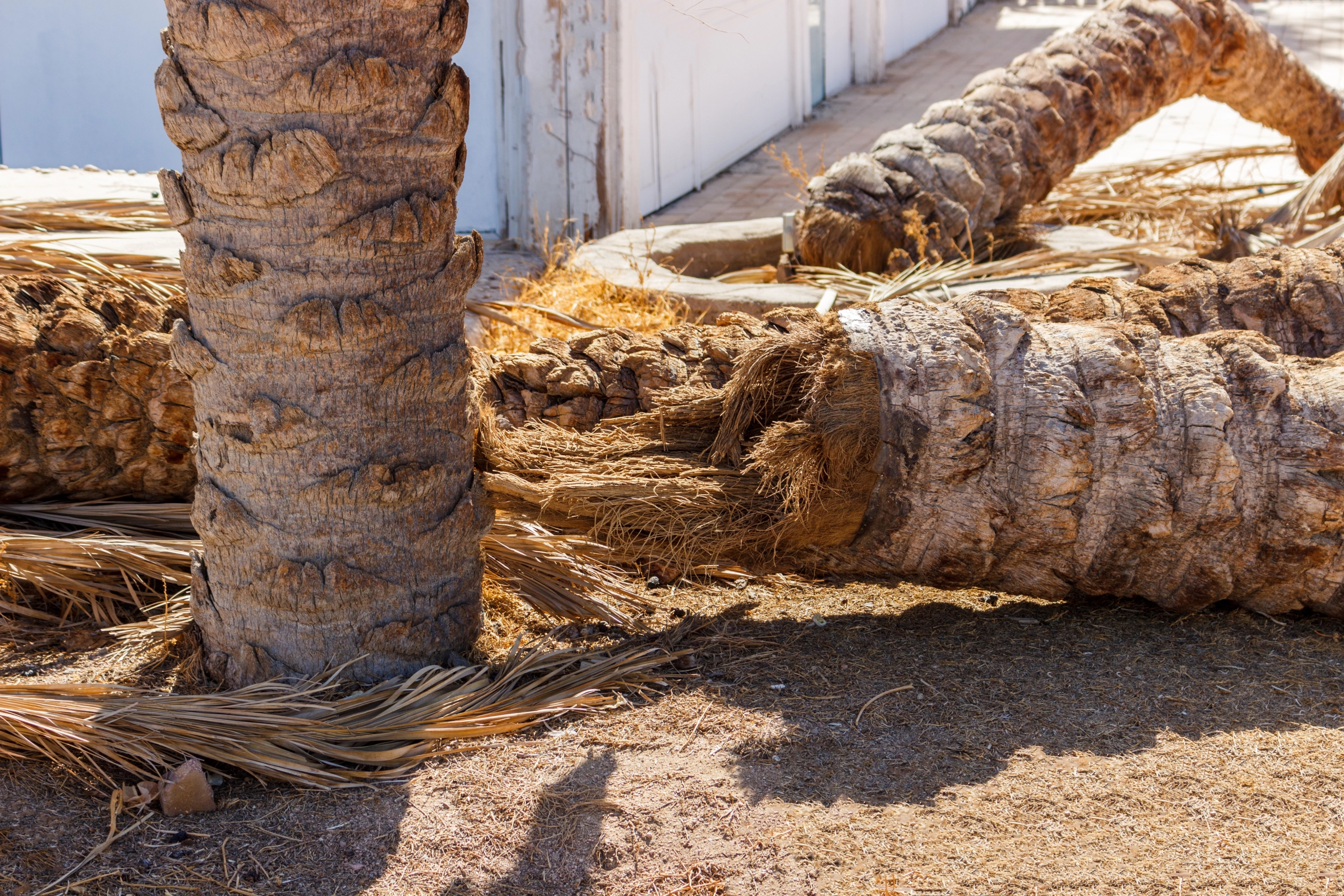 Two fallen palm trees lie on dry ground near a standing palm and a sidewalk. Loose fronds and debris are scattered, with a white building and pavement visible in the background on a sunny day.