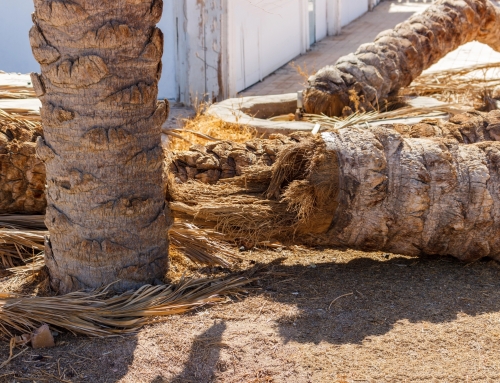 Tree Risk Assessments During Hurricane Season