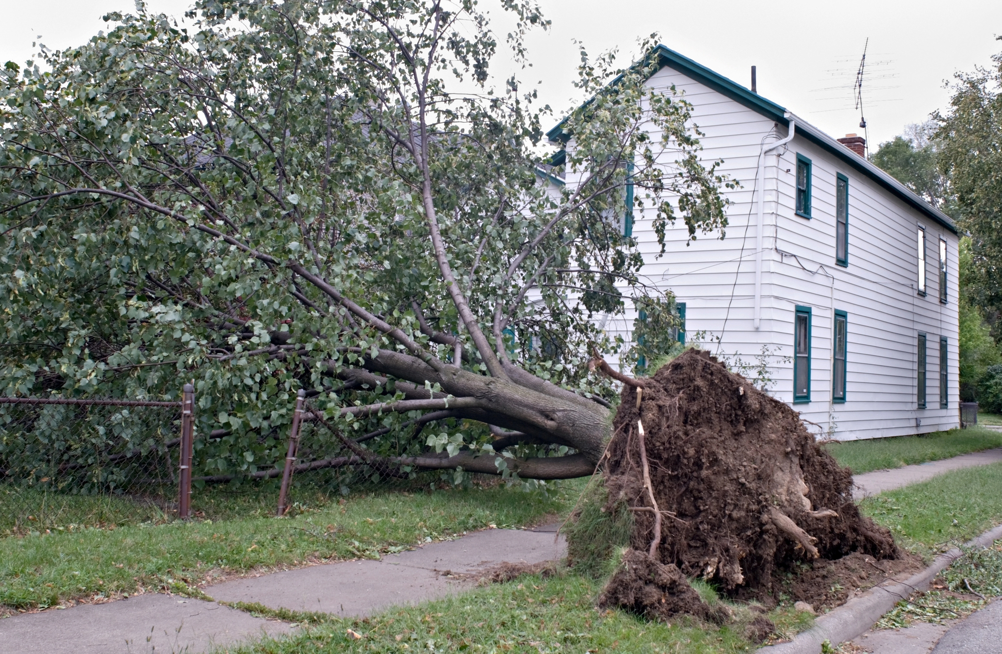 A large tree has fallen over onto the yard of a white two-story house, with its roots exposed and sidewalk blocks lifted.