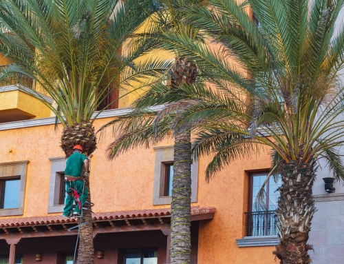 Summer Pruning Strategies for HOA and Commercial Landscapes