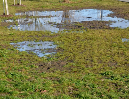 Irrigation Leak Detection During Southwest Florida’s Rainy Season