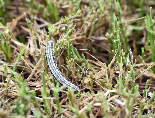 Managing Tropical Sod Webworm and Armyworm Surges in Southwest Florida Turf