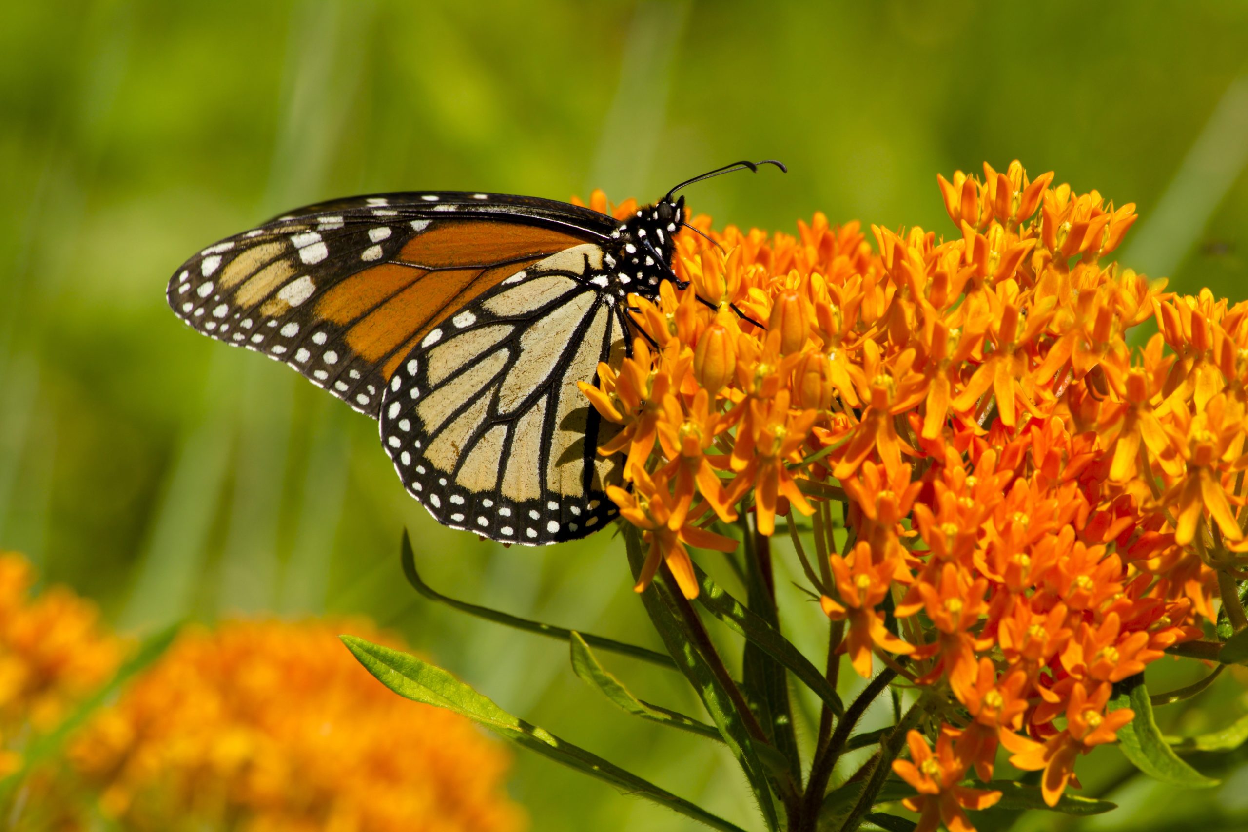 A monarch butterfly with orange and black wings rests on a cluster of vibrant orange flowers, surrounded by green foliage in a sunlit outdoor setting.