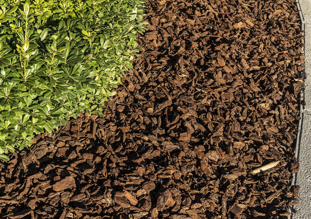 A green shrub growing next to a bed of brown wood mulch beside a paved path.