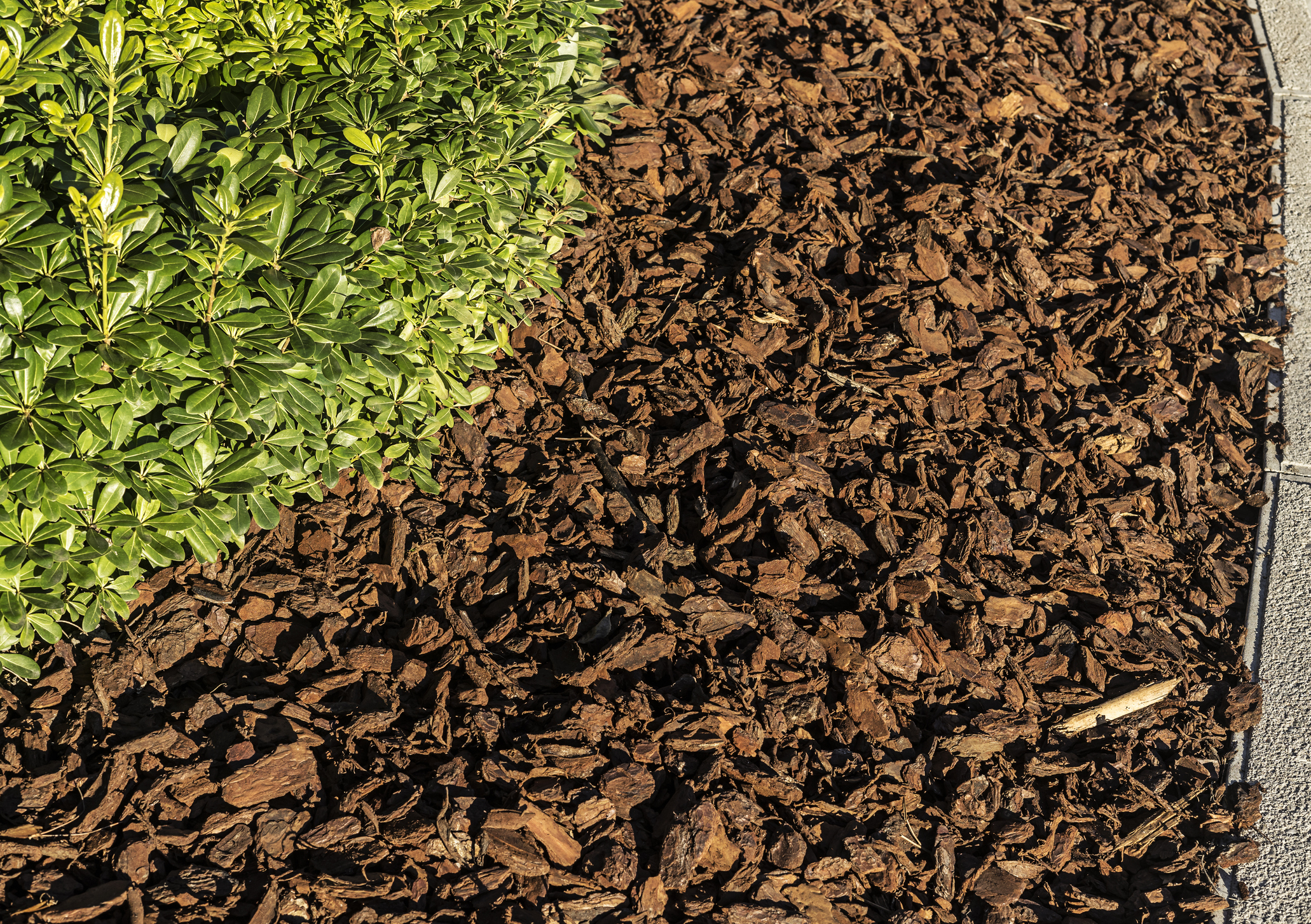 A green shrub growing next to a bed of brown wood mulch beside a paved path.